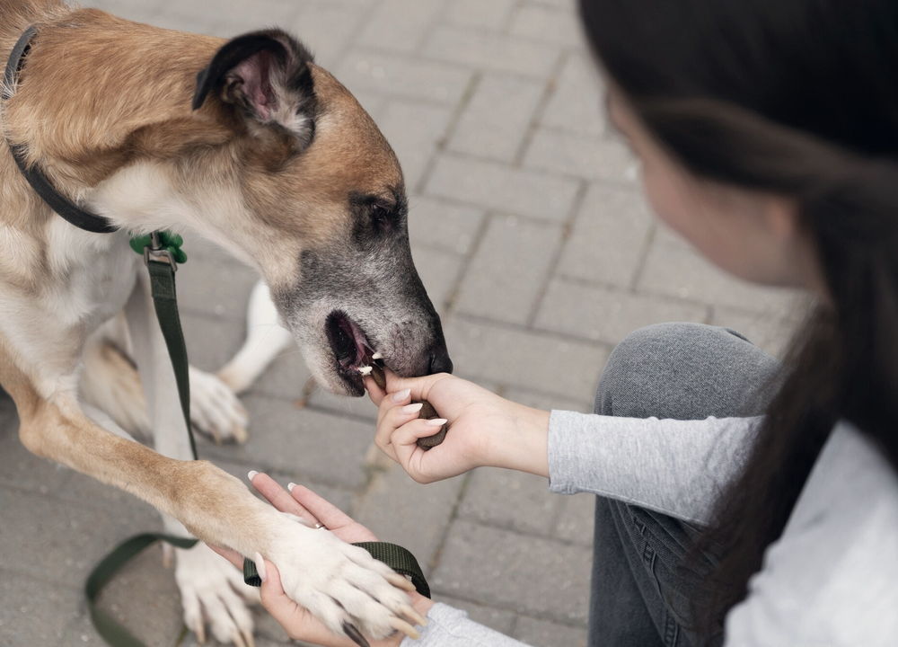 A dog on a leash being handled by its owner